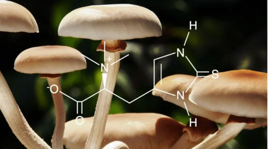 What Makes Ergothioneine the Ultimate Secret to Everyday Wellness and Anti-Aging?